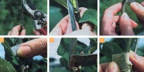 Kako razmnožiti orah